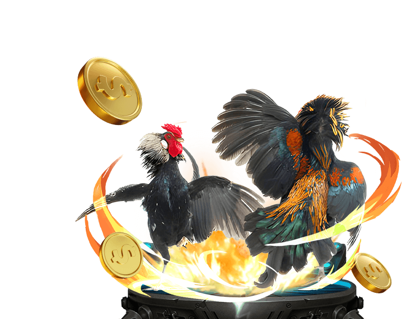 Cá cược đá gà Banca29 trực tiếp và kịch tính